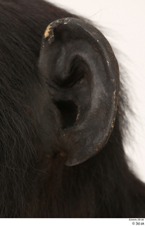 Chimpanzee Bonobo ear 0003.jpg